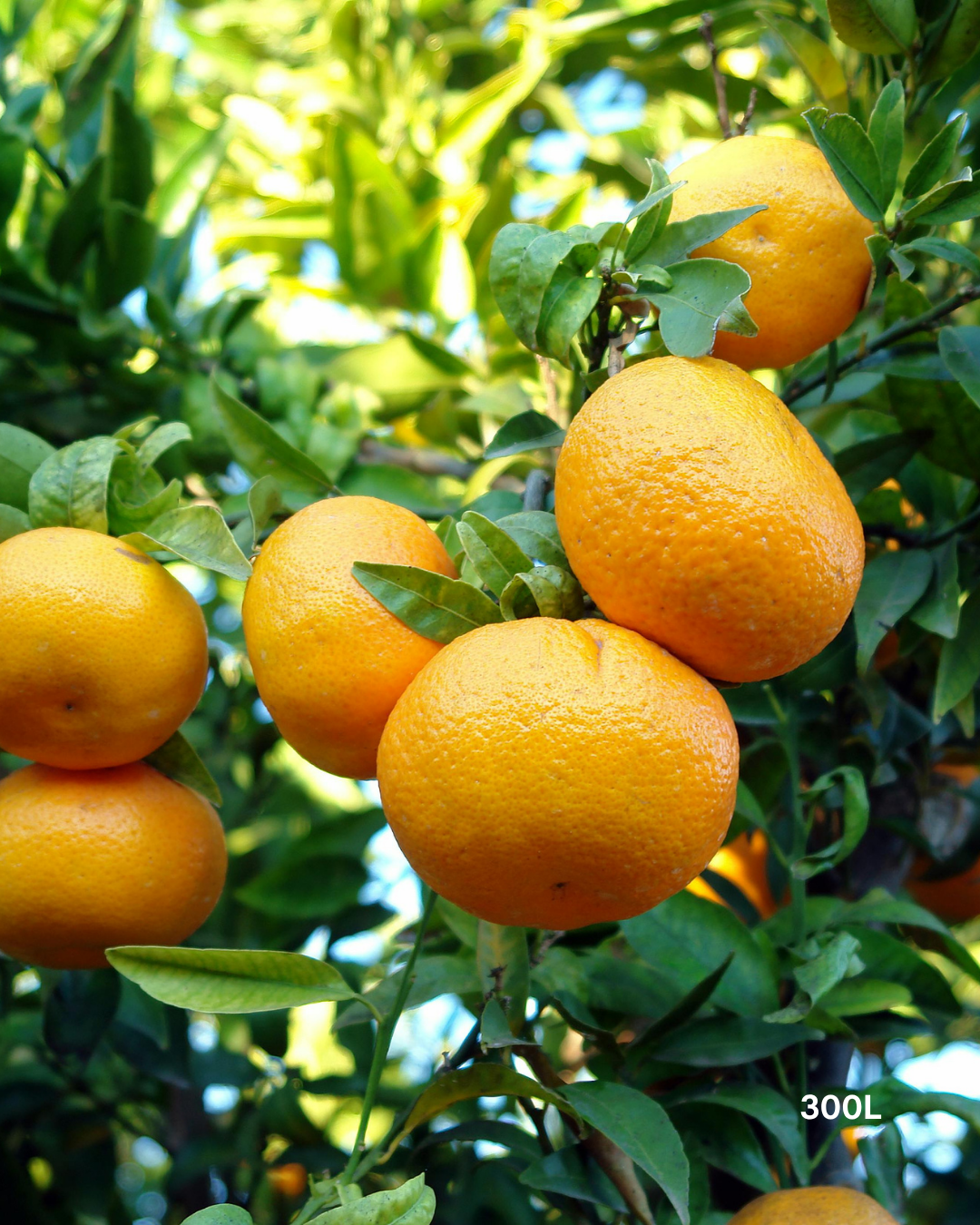 Citrus sinensis 'Valencia' – Valencia Orange