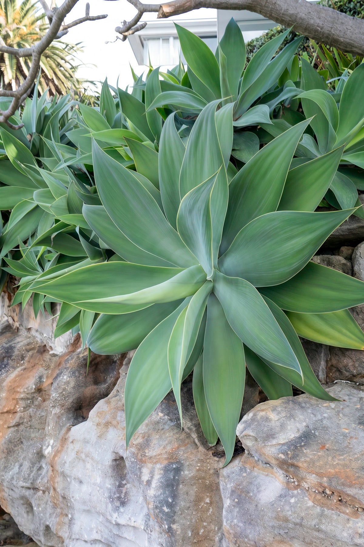 Agave attenuata