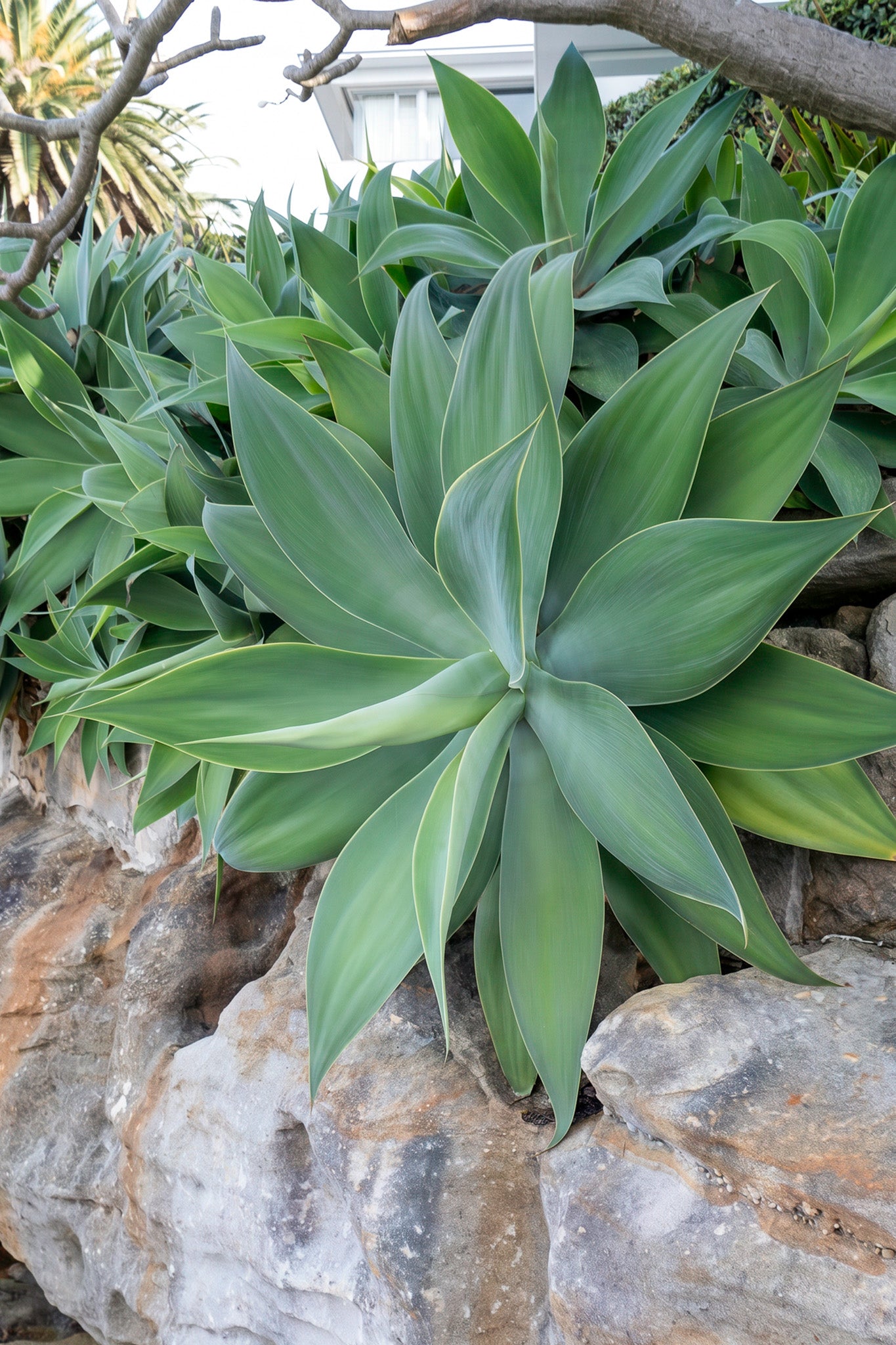Agave attenuata Foxtail Agave