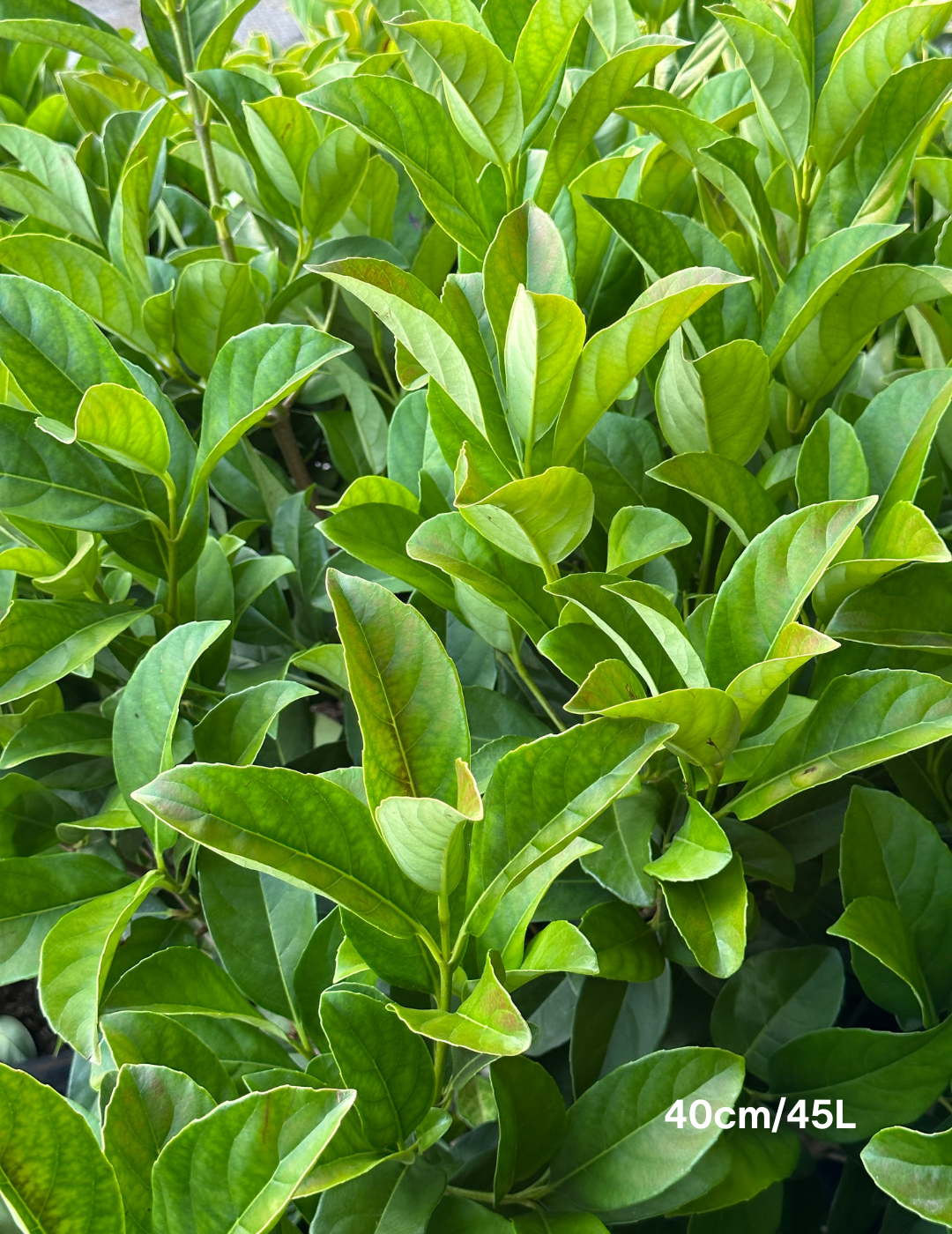 Viburnum odoratissimum - Evergreen Trees Direct