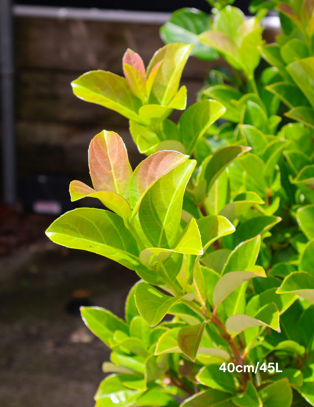 Viburnum odoratissimum - Evergreen Trees Direct