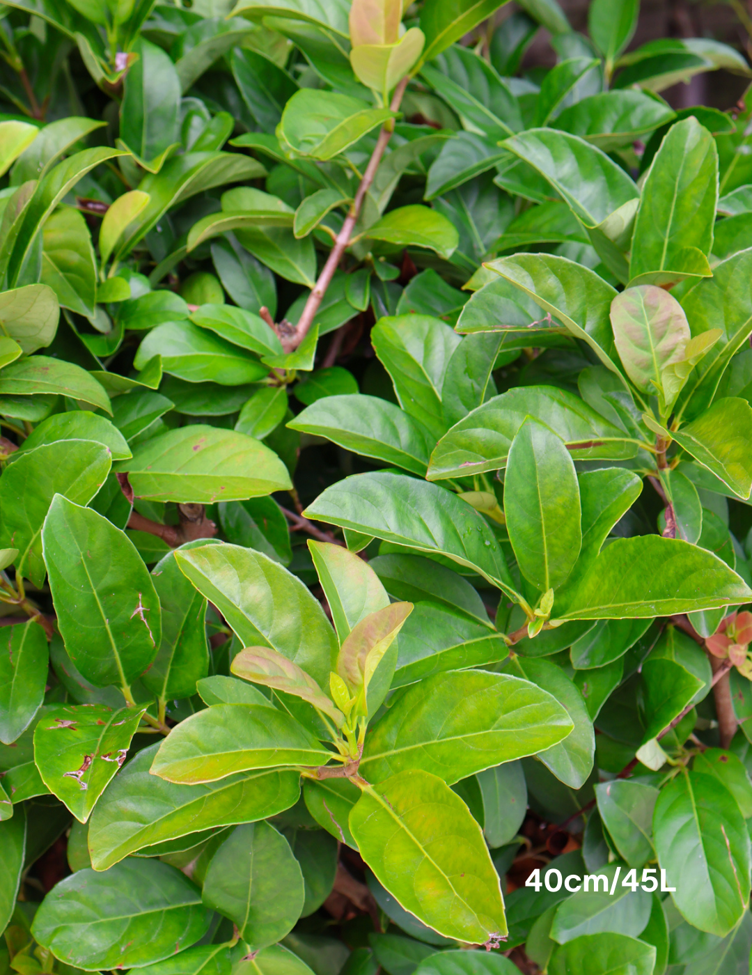 Viburnum odoratissimum - Evergreen Trees Direct