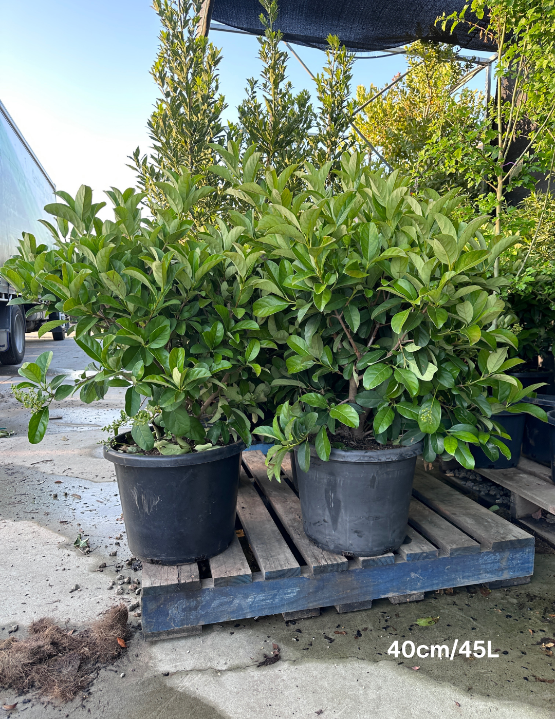 Viburnum odoratissimum - Evergreen Trees Direct
