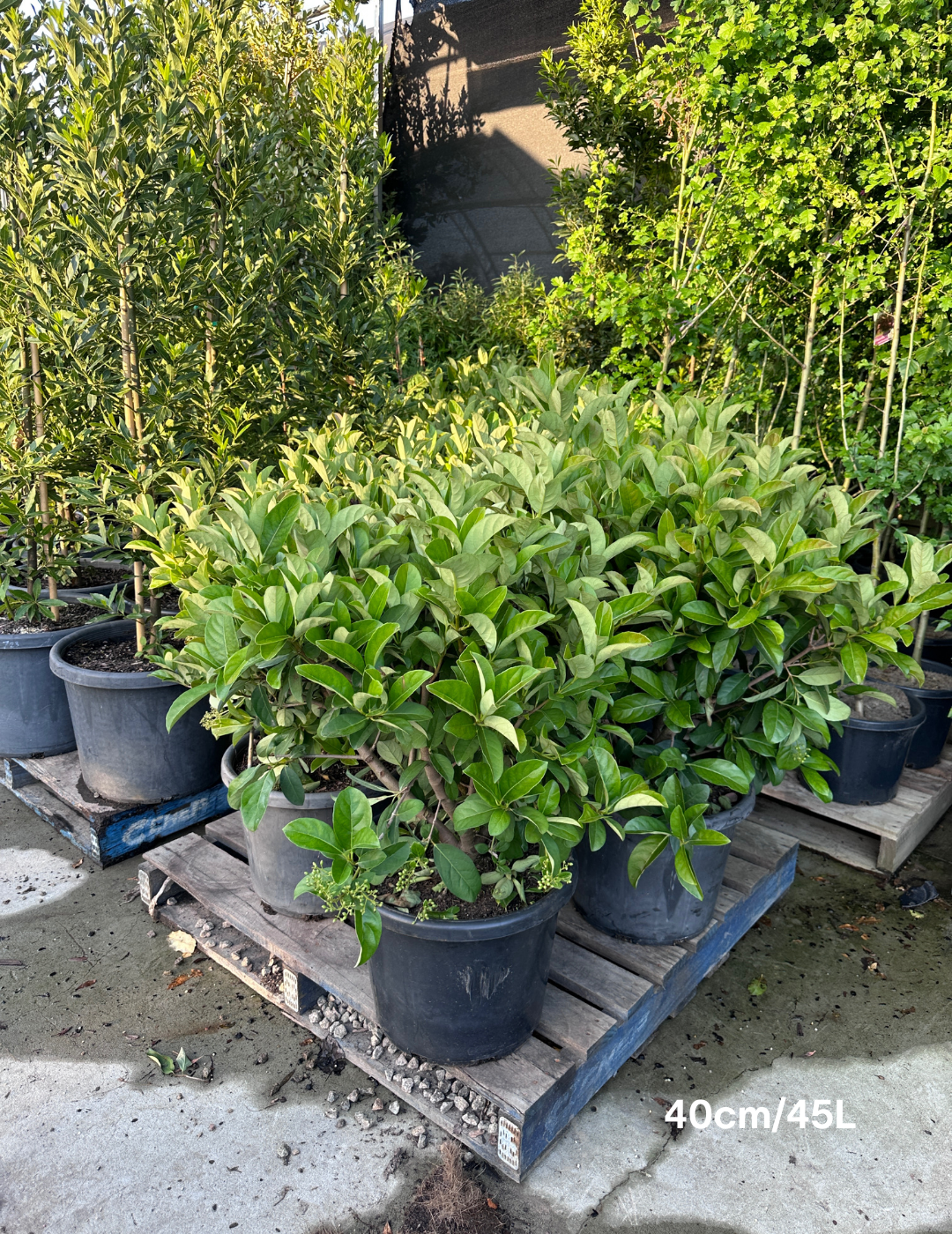 Viburnum odoratissimum - Evergreen Trees Direct