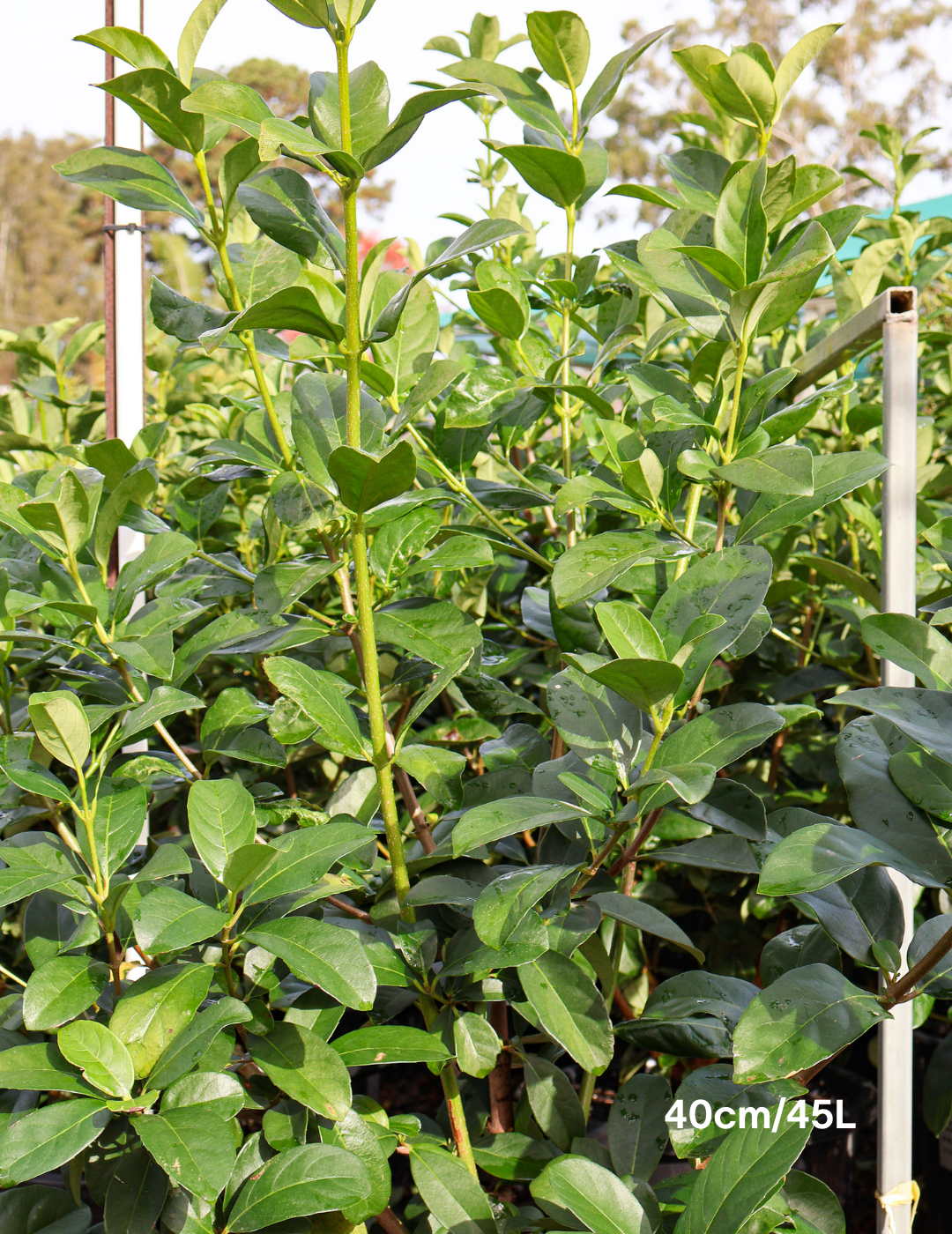 Viburnum odoratissimum - Evergreen Trees Direct