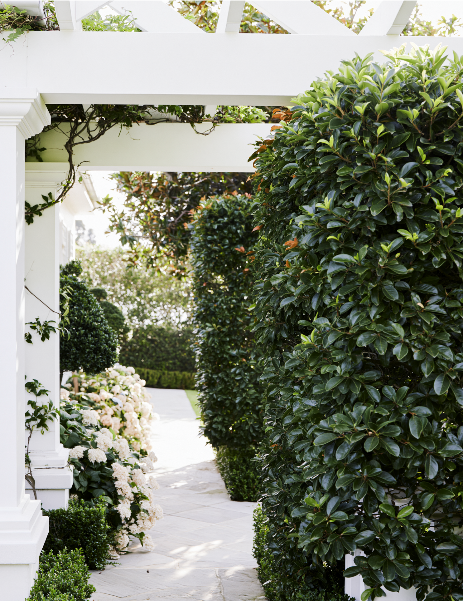Viburnum odoratissimum | Sweet Viburnum Hedge