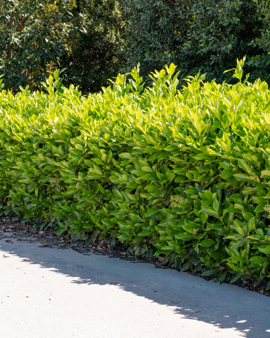 Evergreen Trees Direct