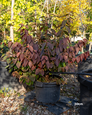 Viburnum plicatum – Japanese Snowball