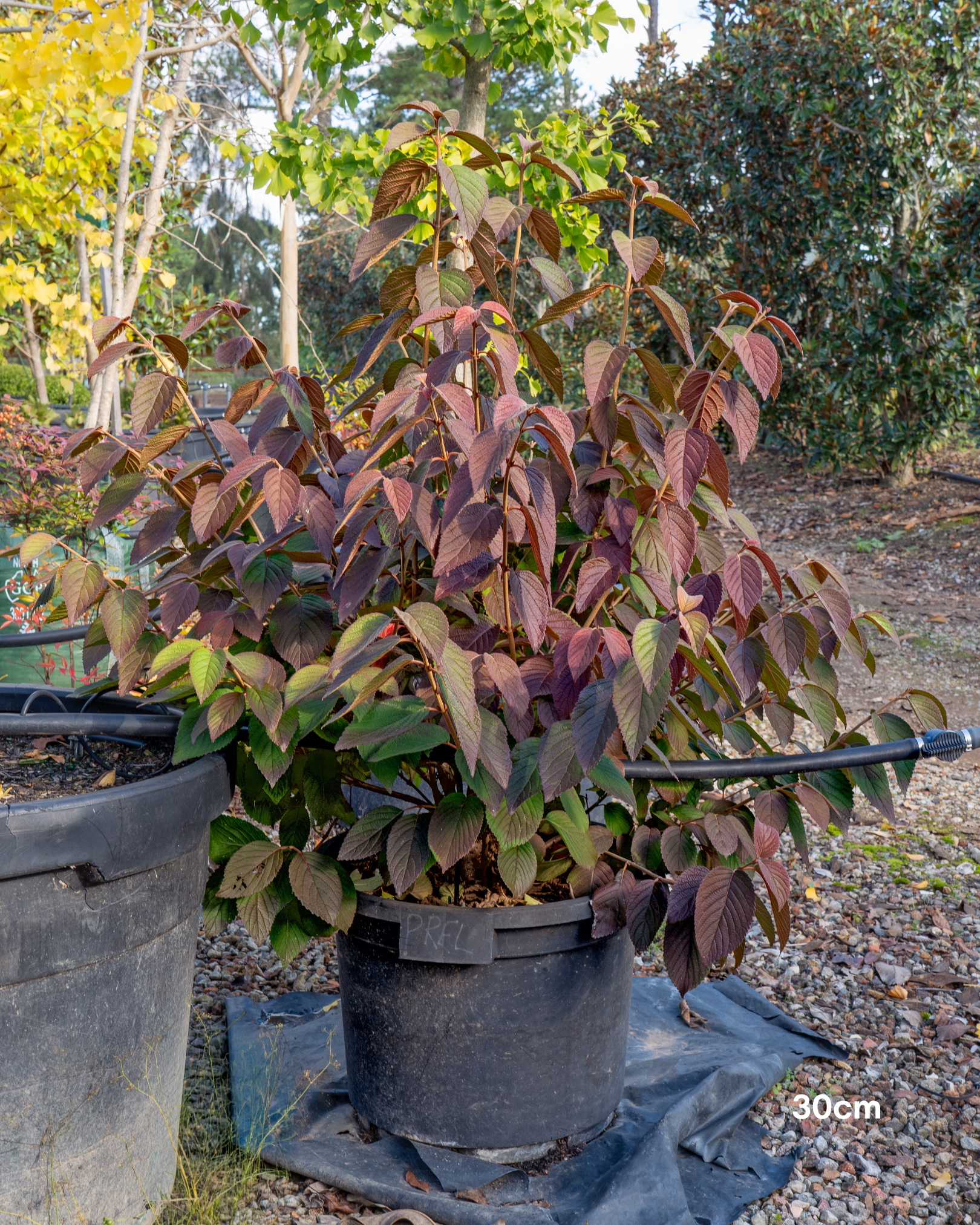 Viburnum plicatum – Japanese Snowball