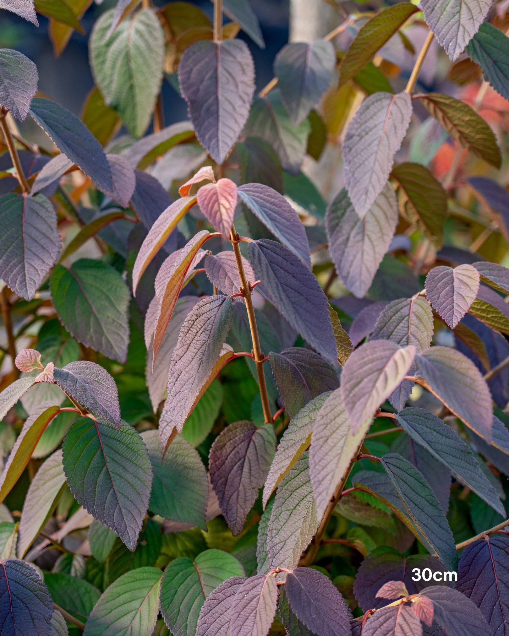 Viburnum plicatum – Japanese Snowball