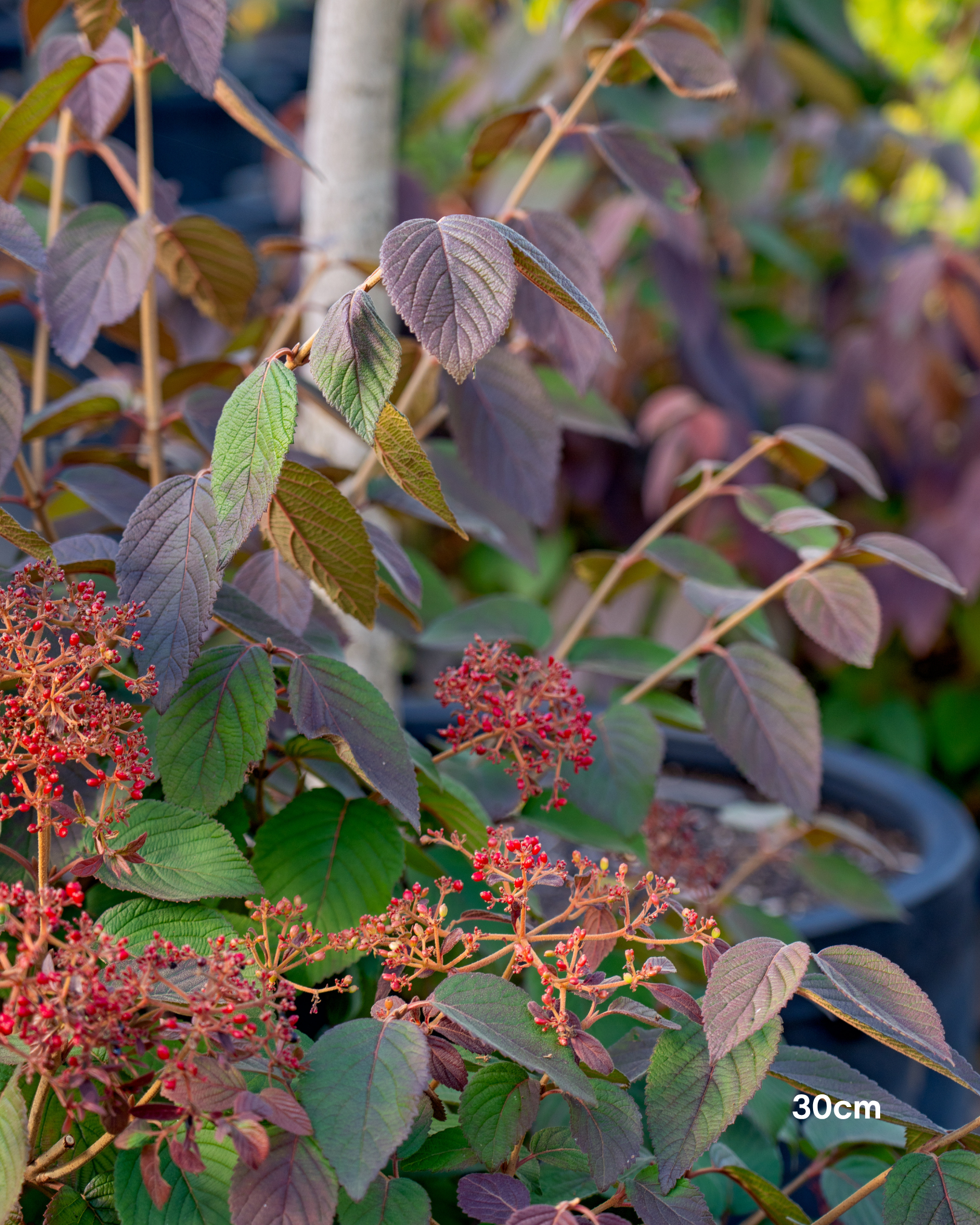 Viburnum plicatum – Japanese Snowball
