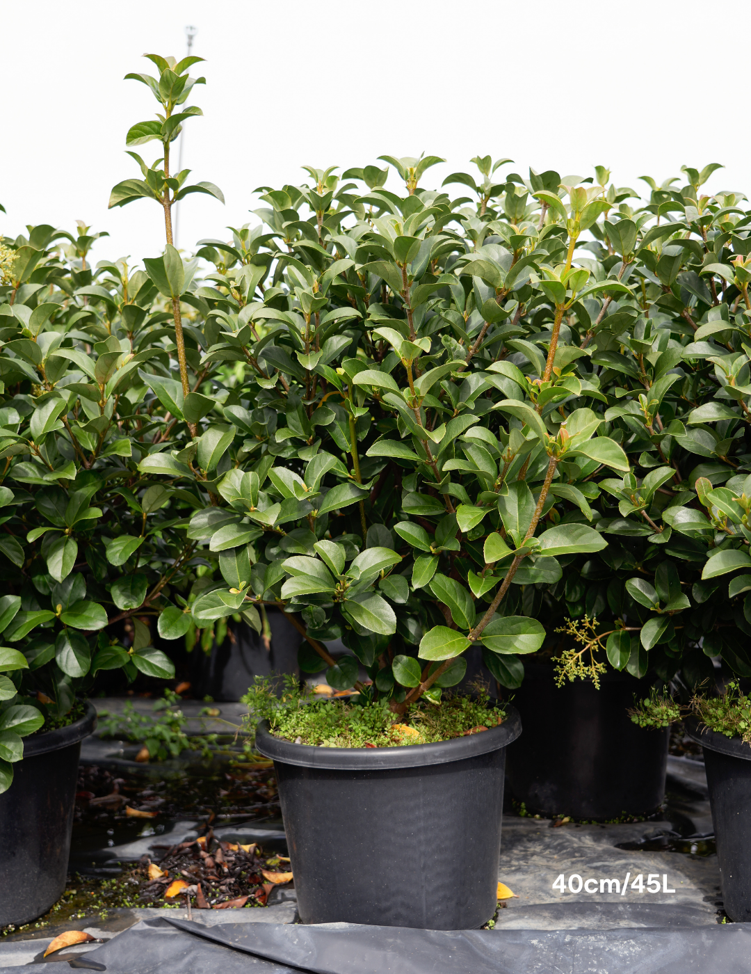 Viburnum odoratissimum - Evergreen Trees Direct
