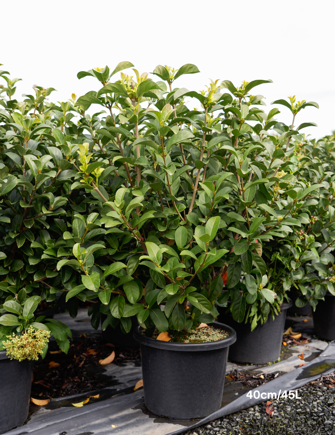 Viburnum odoratissimum - Evergreen Trees Direct