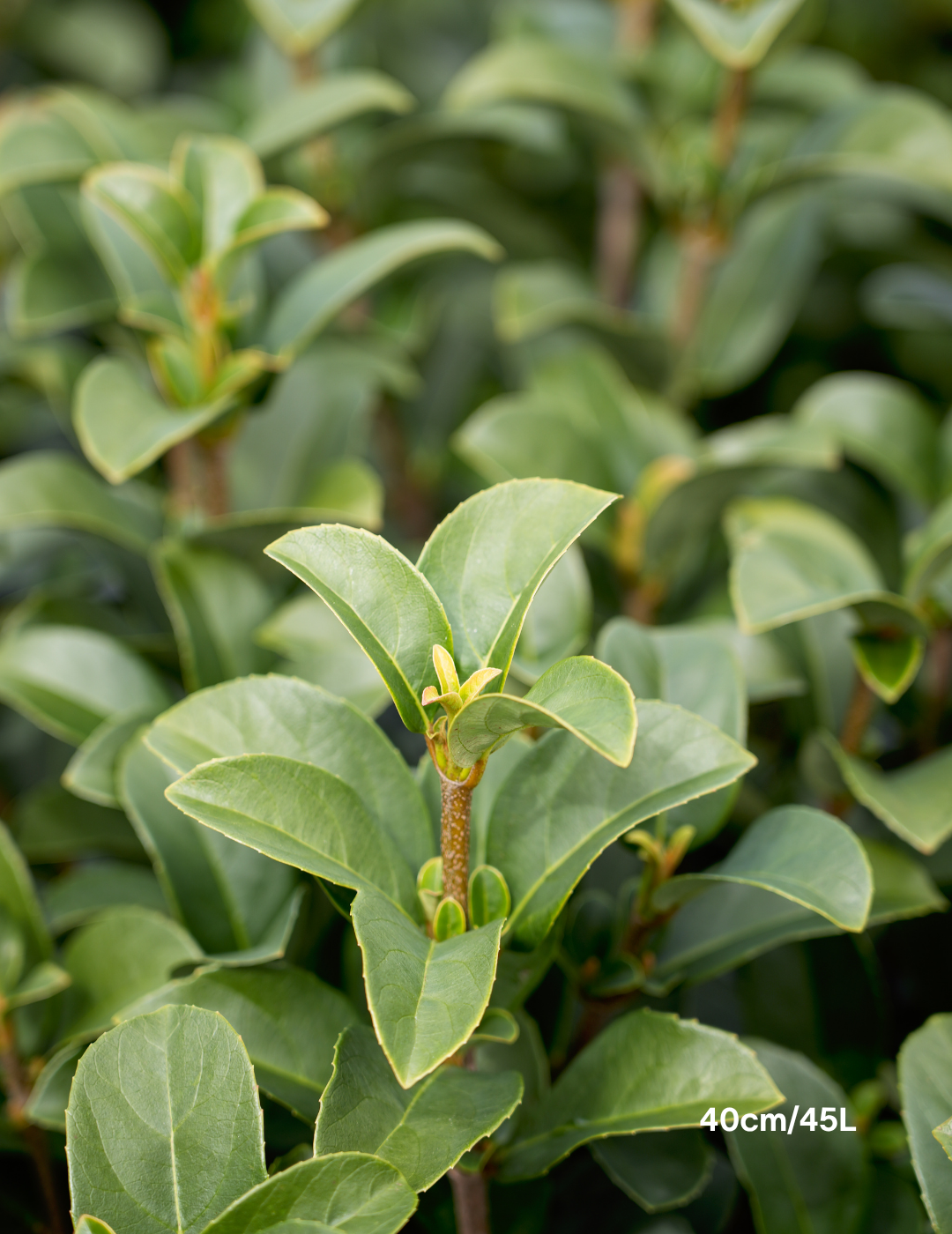 Viburnum odoratissimum - Evergreen Trees Direct
