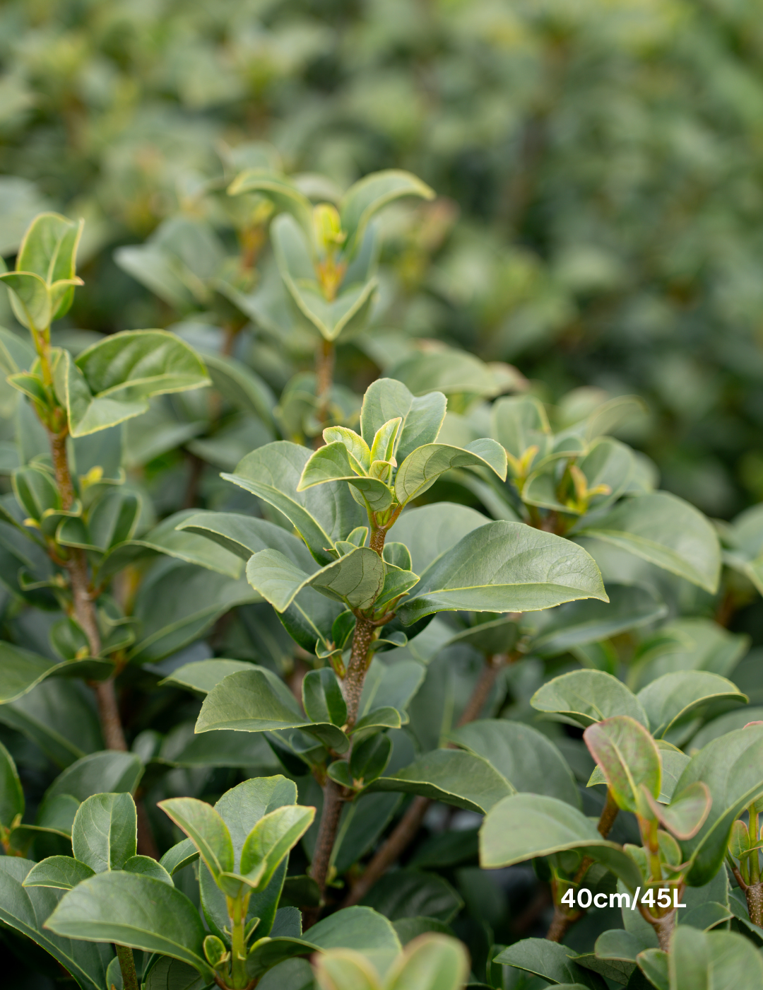 Viburnum odoratissimum - Evergreen Trees Direct