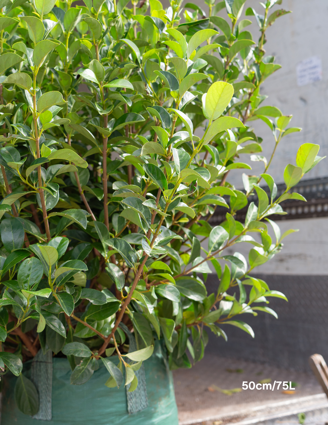 Viburnum odoratissimum Sweet Viburnum
