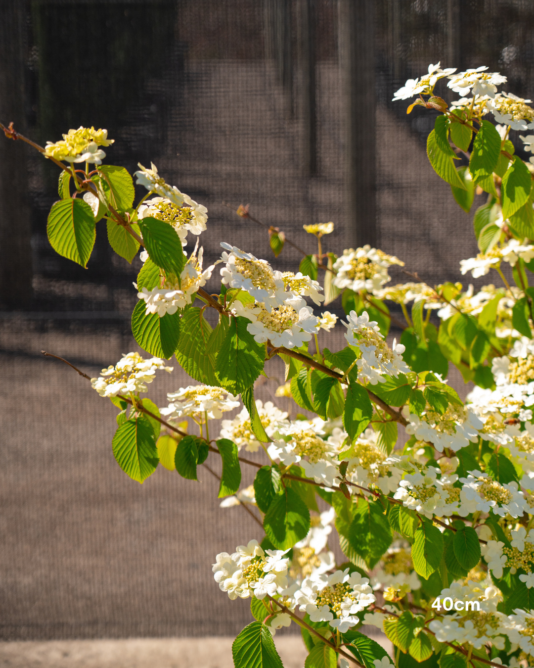 Viburnum plicatum 'Mariesii' - Japanese Snowball