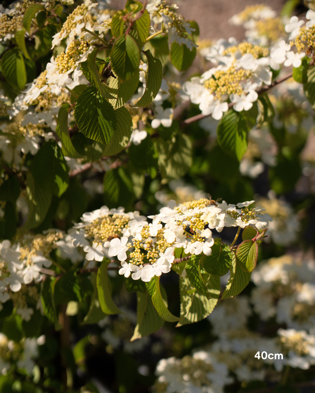 Viburnum plicatum 'Mariesii' - Japanese Snowball