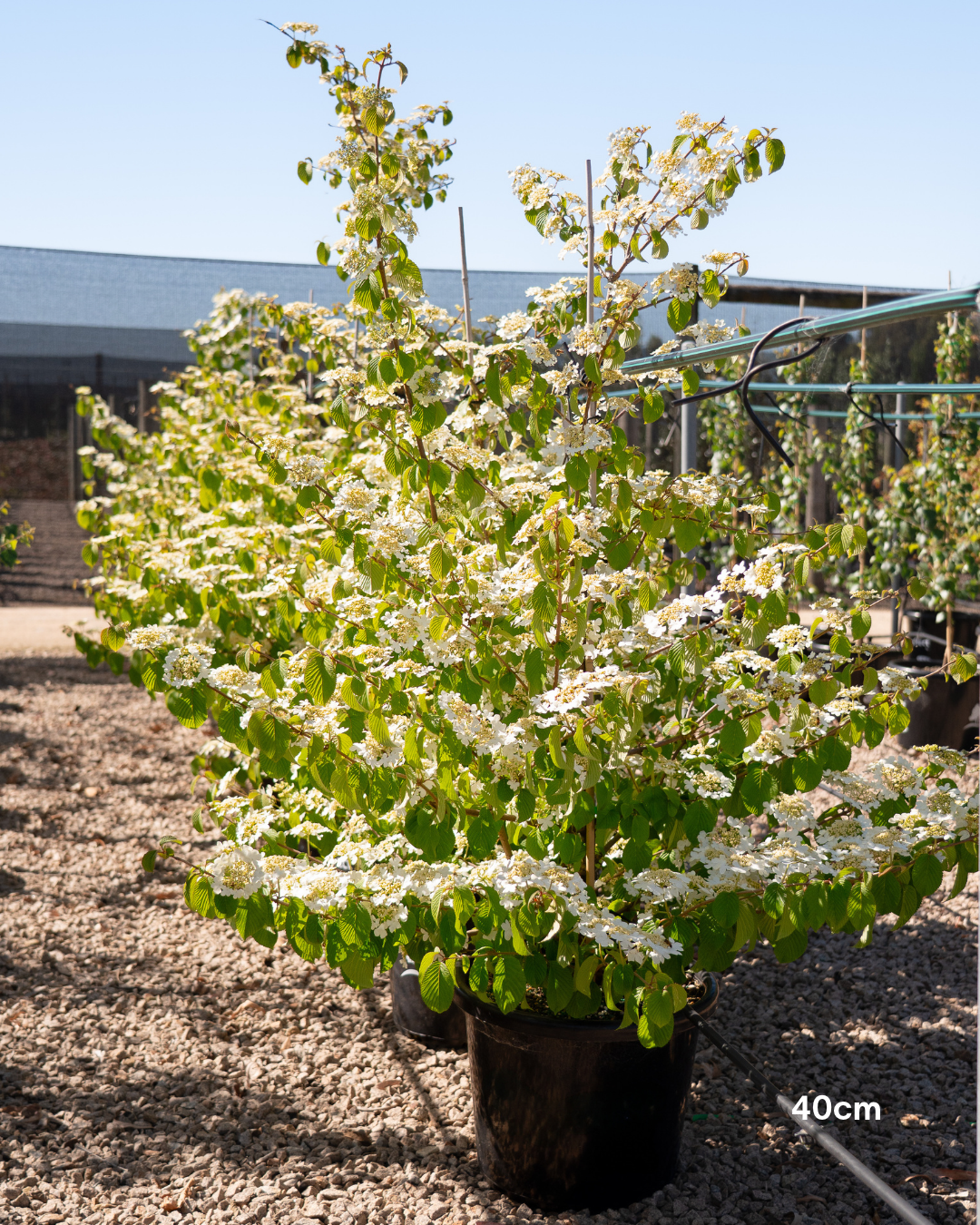 Viburnum plicatum 'Mariesii' - Japanese Snowball