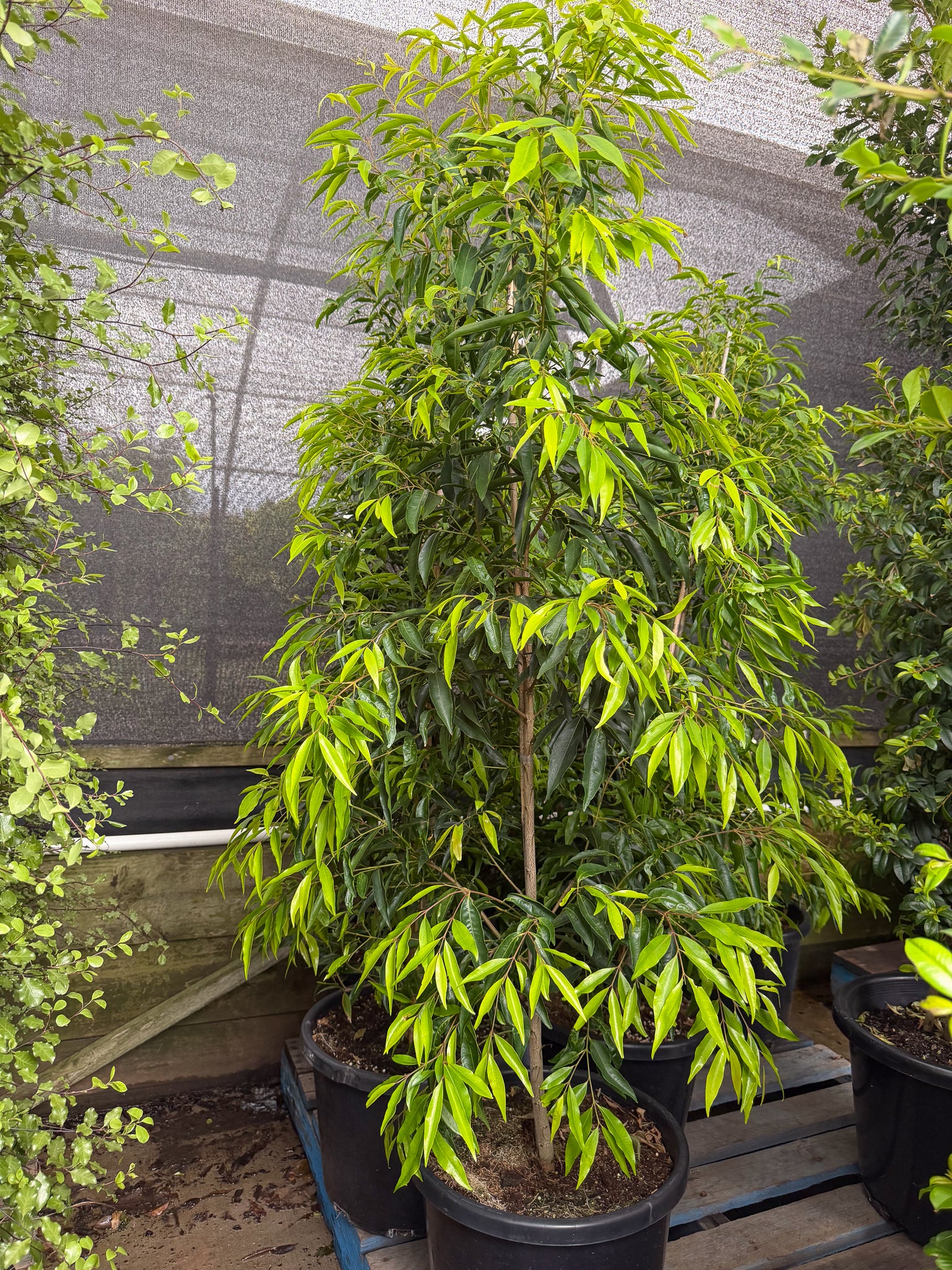 Waterhousea floribunda - Weeping Lilly Pilly - DECEMBER SALE