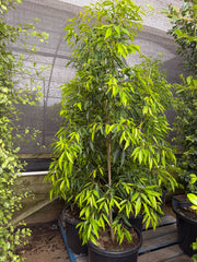 Waterhousea floribunda - Weeping Lilly Pilly - DECEMBER SALE