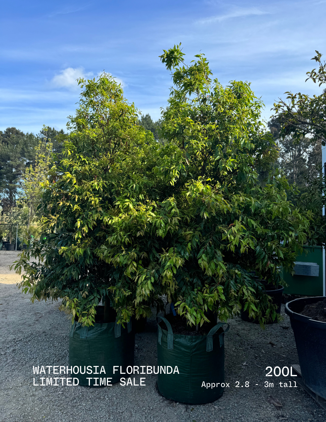 Waterhousea floribunda - Weeping Lilly Pilly - Evergreen Trees Direct