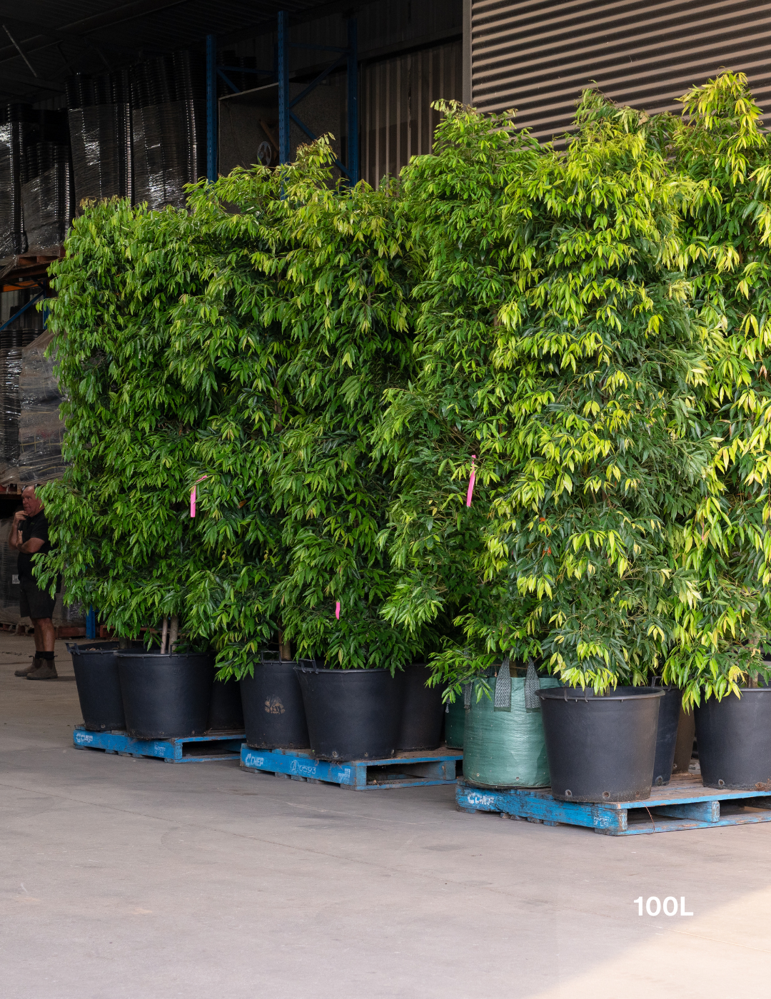 Waterhousea floribunda - Weeping Lilly Pilly - Evergreen Trees Direct