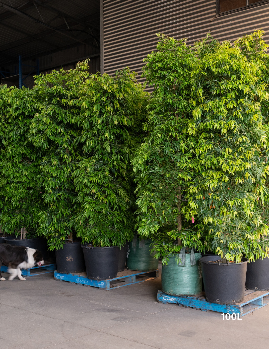 Waterhousea floribunda - Weeping Lilly Pilly - Evergreen Trees Direct