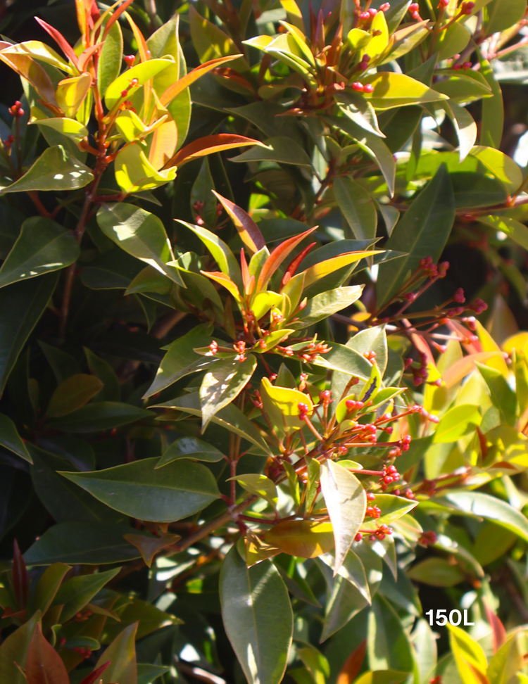 Syzygium australe 'Winter Lights' - Lilly Pilly