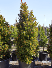 Syzygium australe 'Winter Lights' - Lilly Pilly - Evergreen Trees Direct