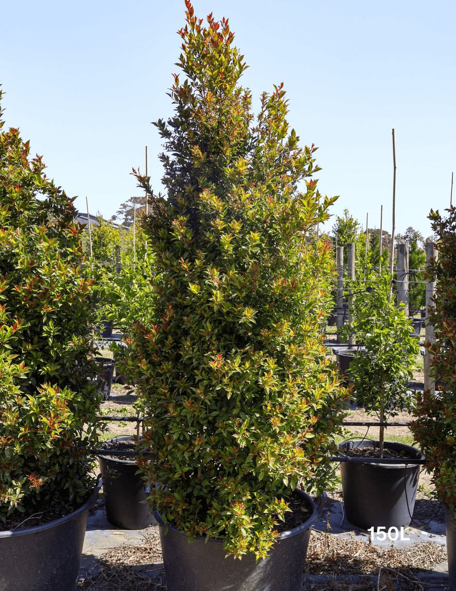 Jilli Tree Lilly Pillies Trees for Sale - Evergreen Trees Direct