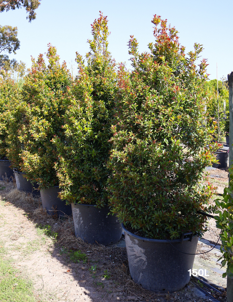 Syzygium australe 'Winter Lights' - Lilly Pilly