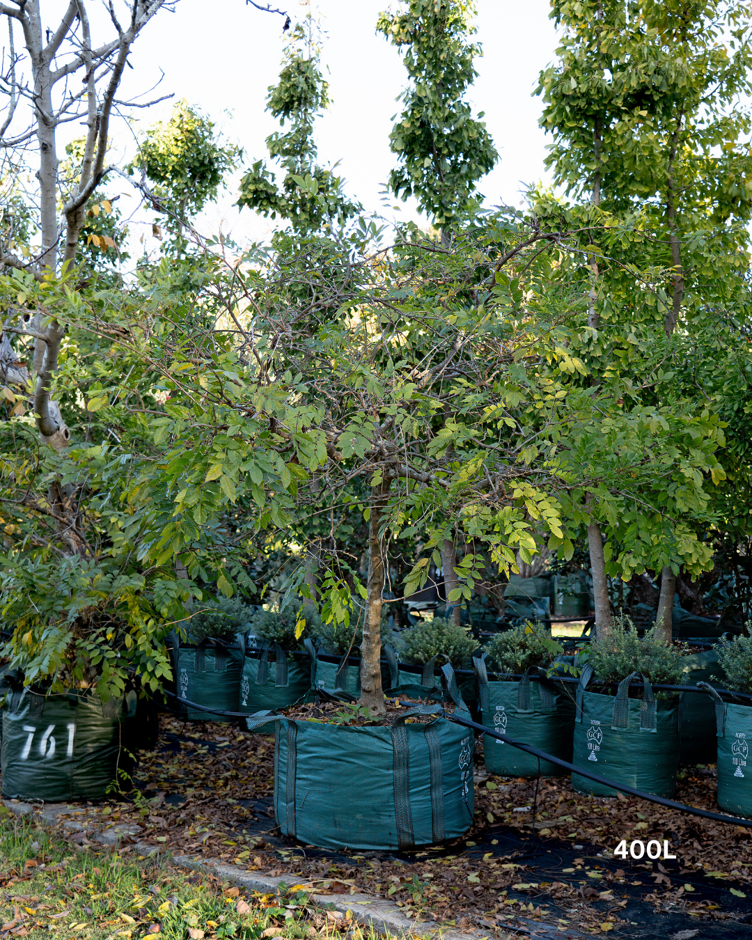Wisteria sinensis – Chinese Wisteria
