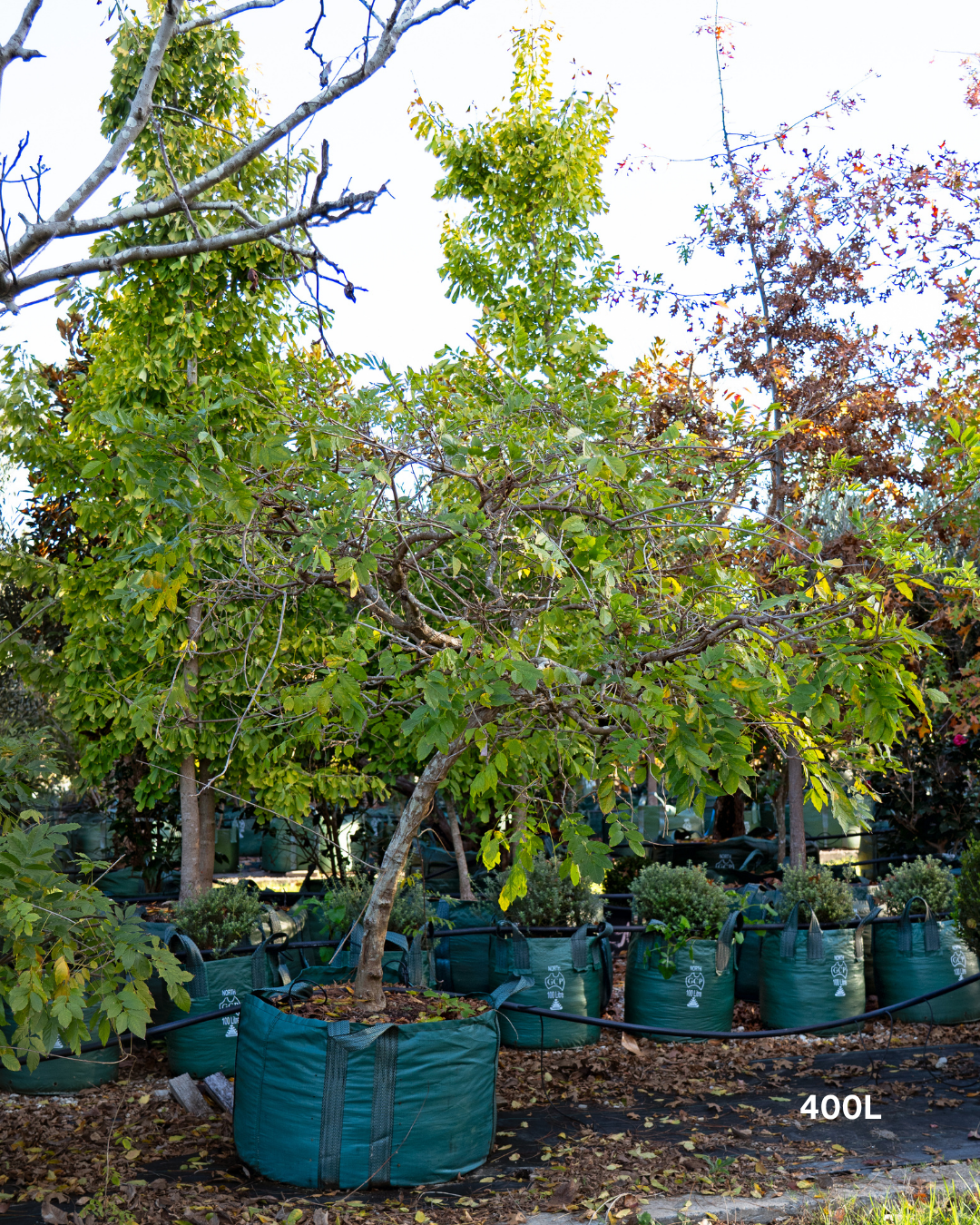 Wisteria sinensis – Chinese Wisteria