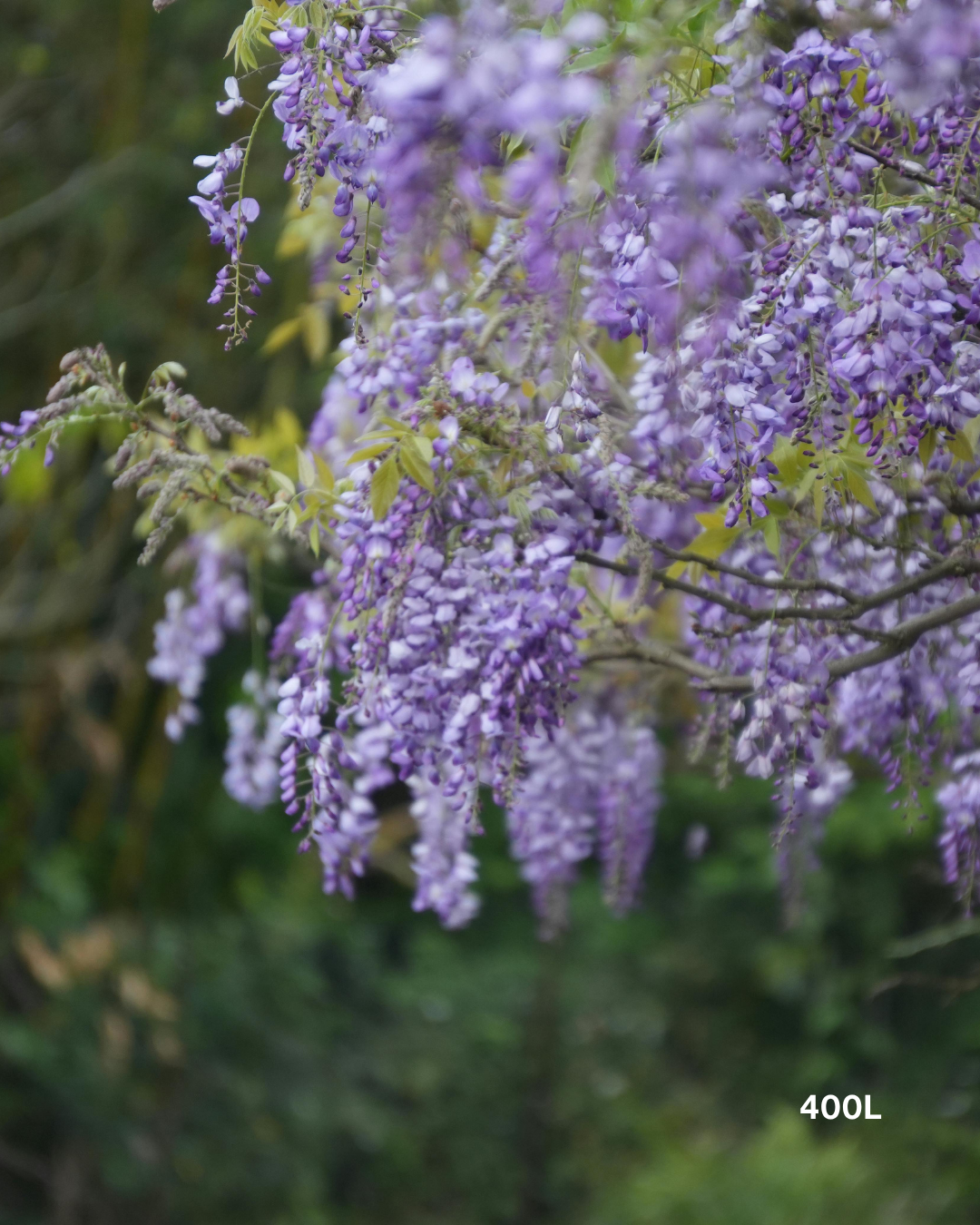 Wisteria sinensis – Chinese Wisteria