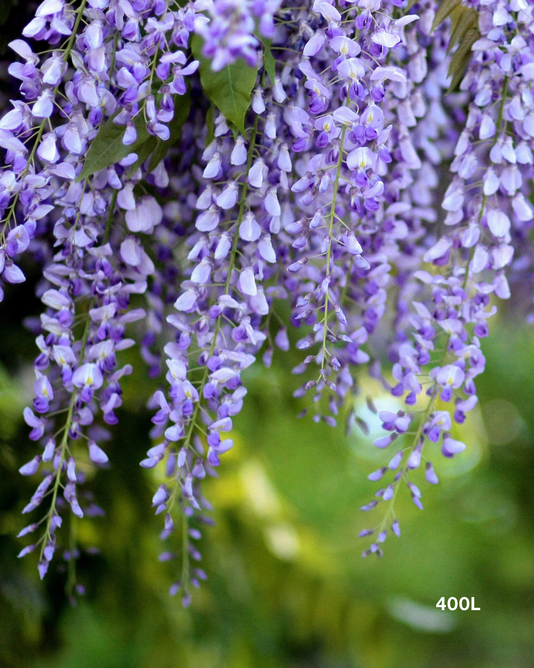 Wisteria sinensis – Chinese Wisteria