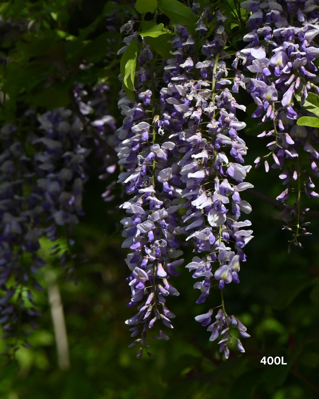 Wisteria sinensis – Chinese Wisteria