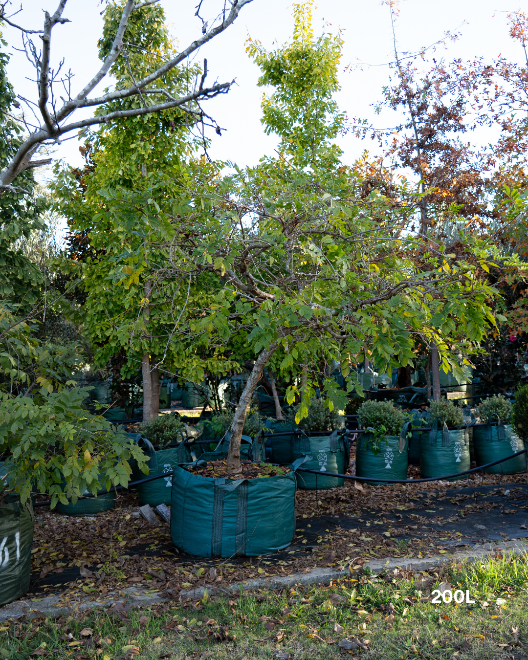Wisteria sinensis – Chinese Wisteria