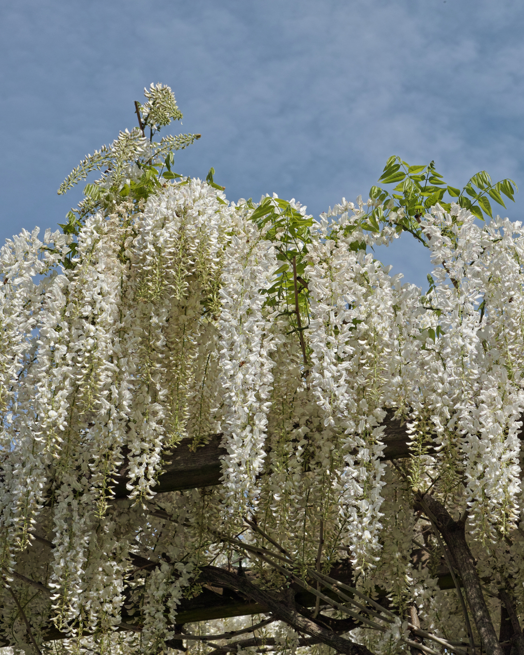 Wisteria sinensis ‘Alba’ – White Chinese Wisteria