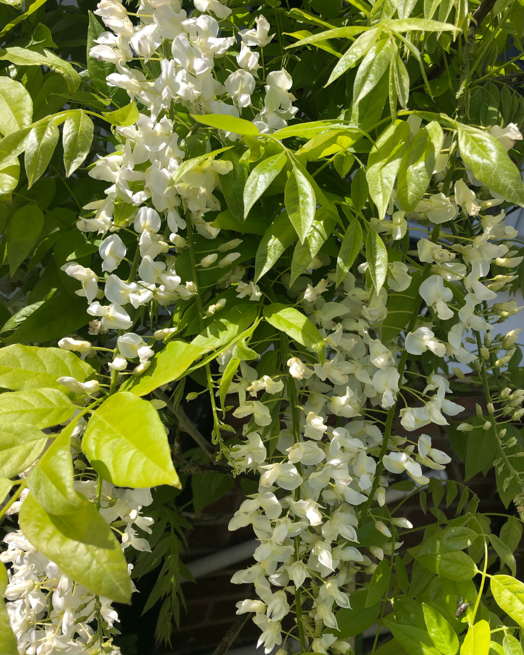 Wisteria sinensis ‘Alba’ – White Chinese Wisteria