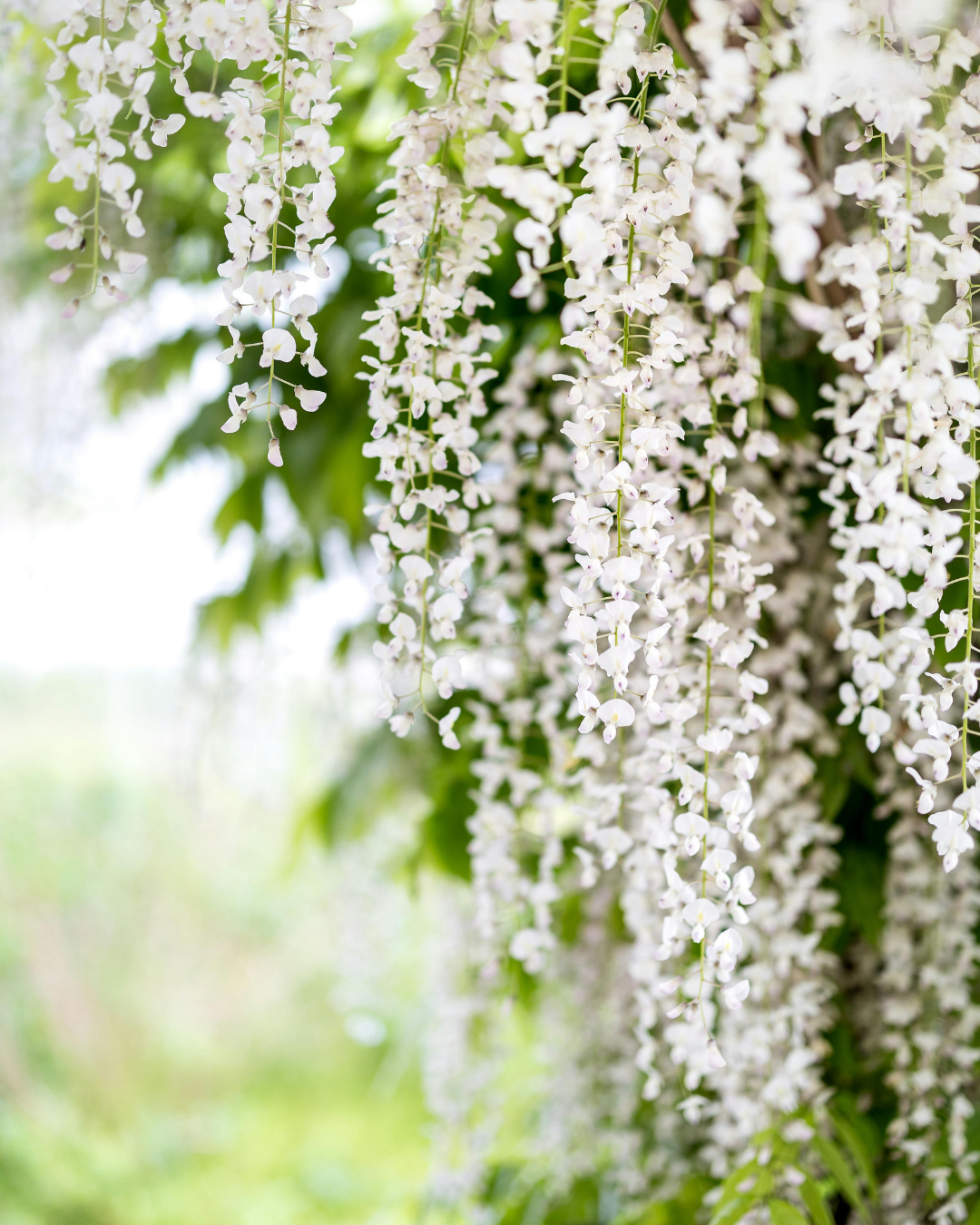 Wisteria sinensis ‘Alba’ – White Chinese Wisteria