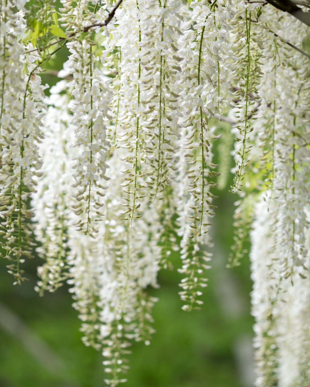 Wisteria sinensis ‘Alba’ – White Chinese Wisteria
