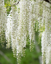 Wisteria sinensis ‘Alba’ – White Chinese Wisteria
