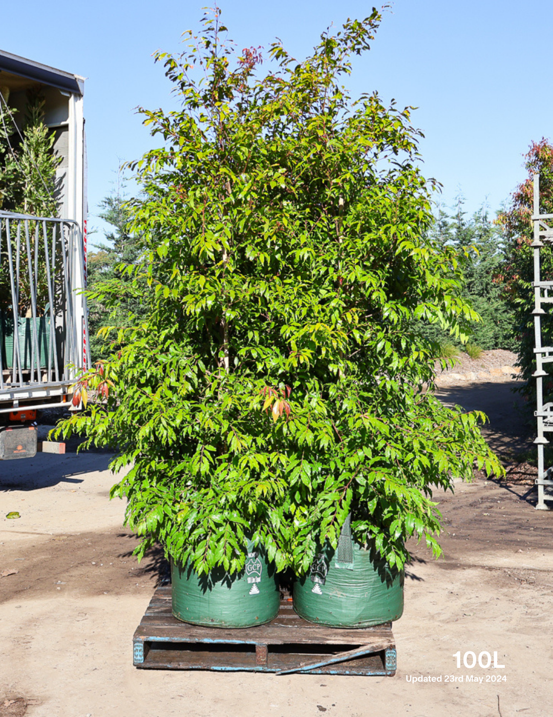 Waterhousea floribunda - Weeping Lilly Pilly - Evergreen Trees Direct