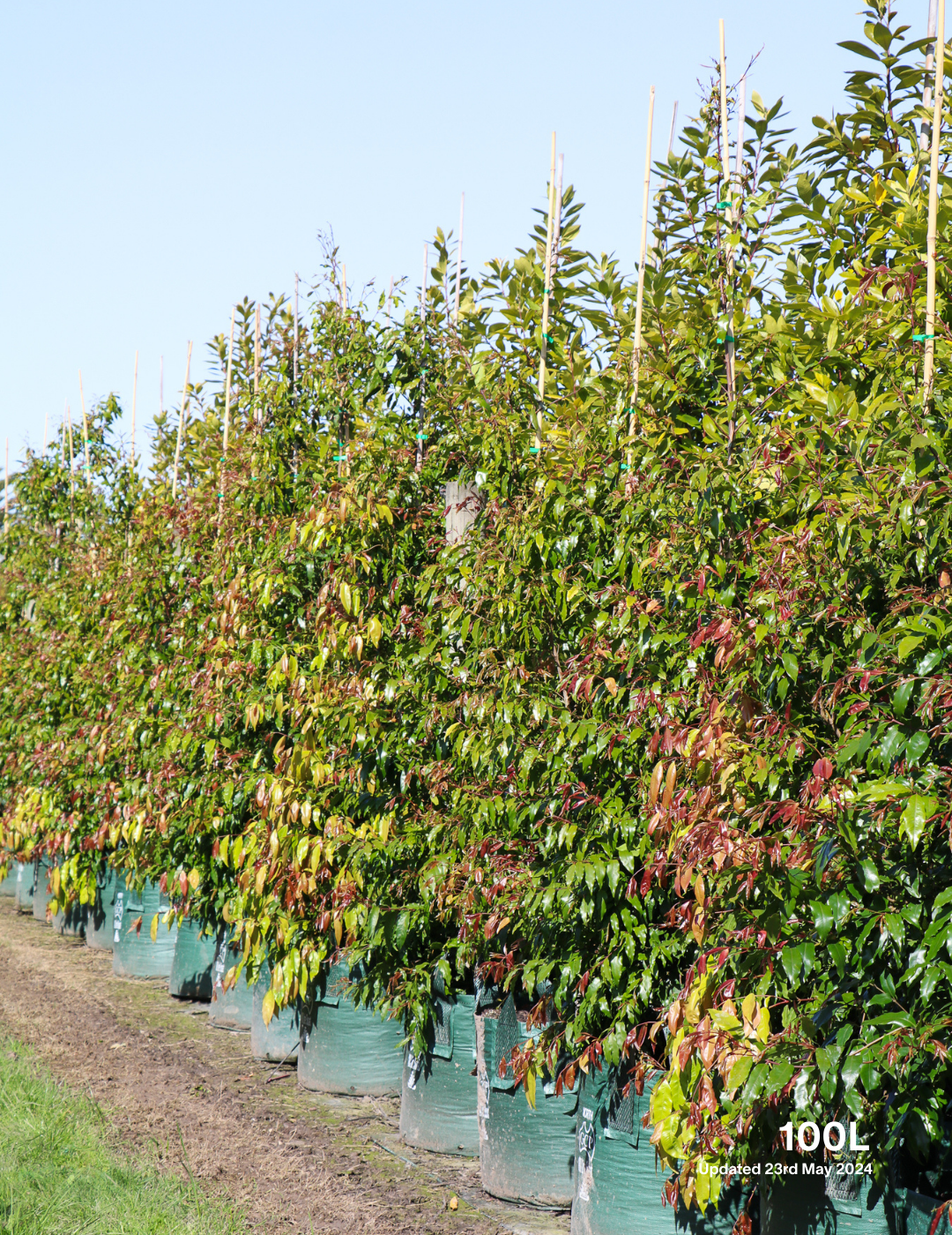 Waterhousea floribunda - Weeping Lilly Pilly - Evergreen Trees Direct