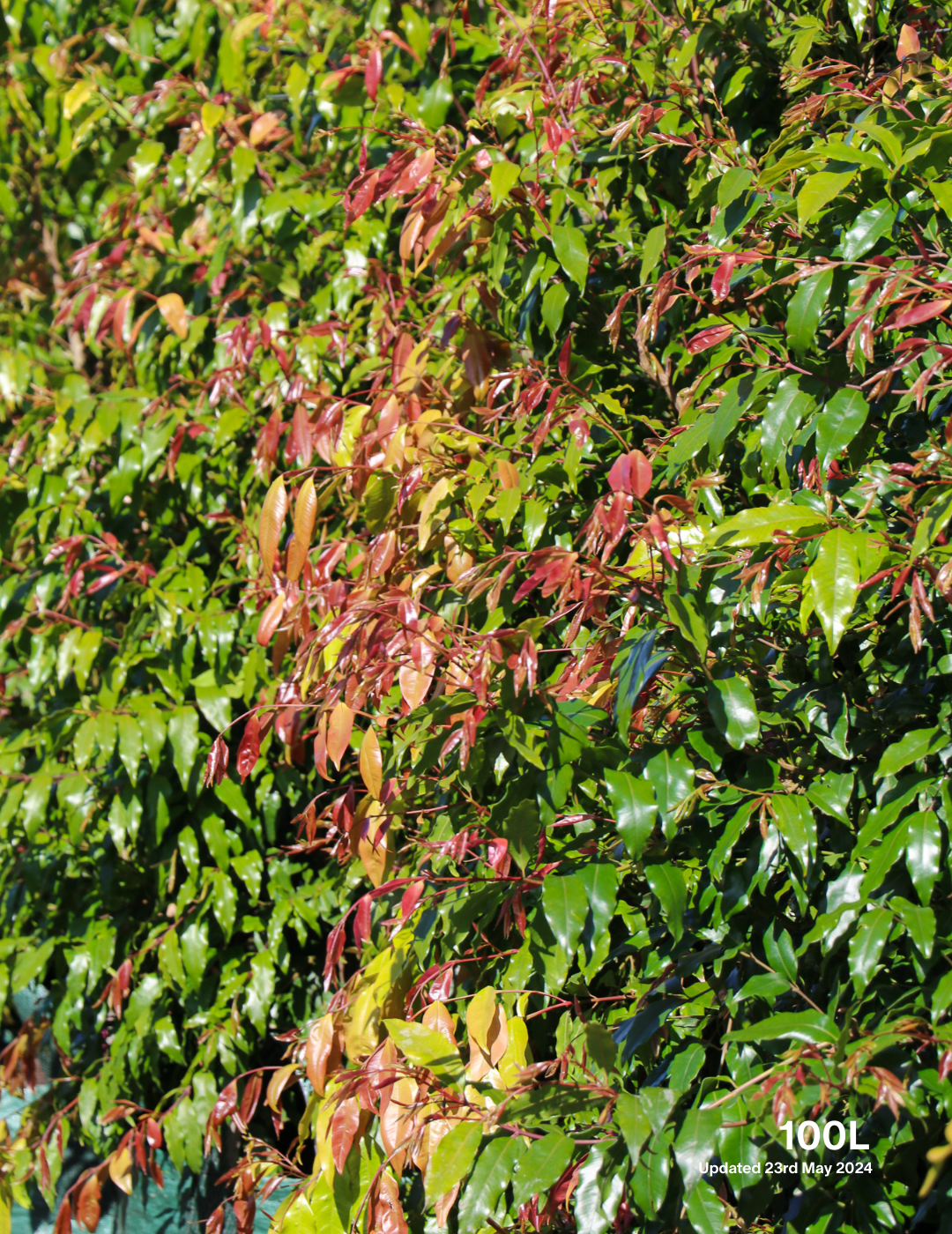 Waterhousea floribunda - Weeping Lilly Pilly - Evergreen Trees Direct