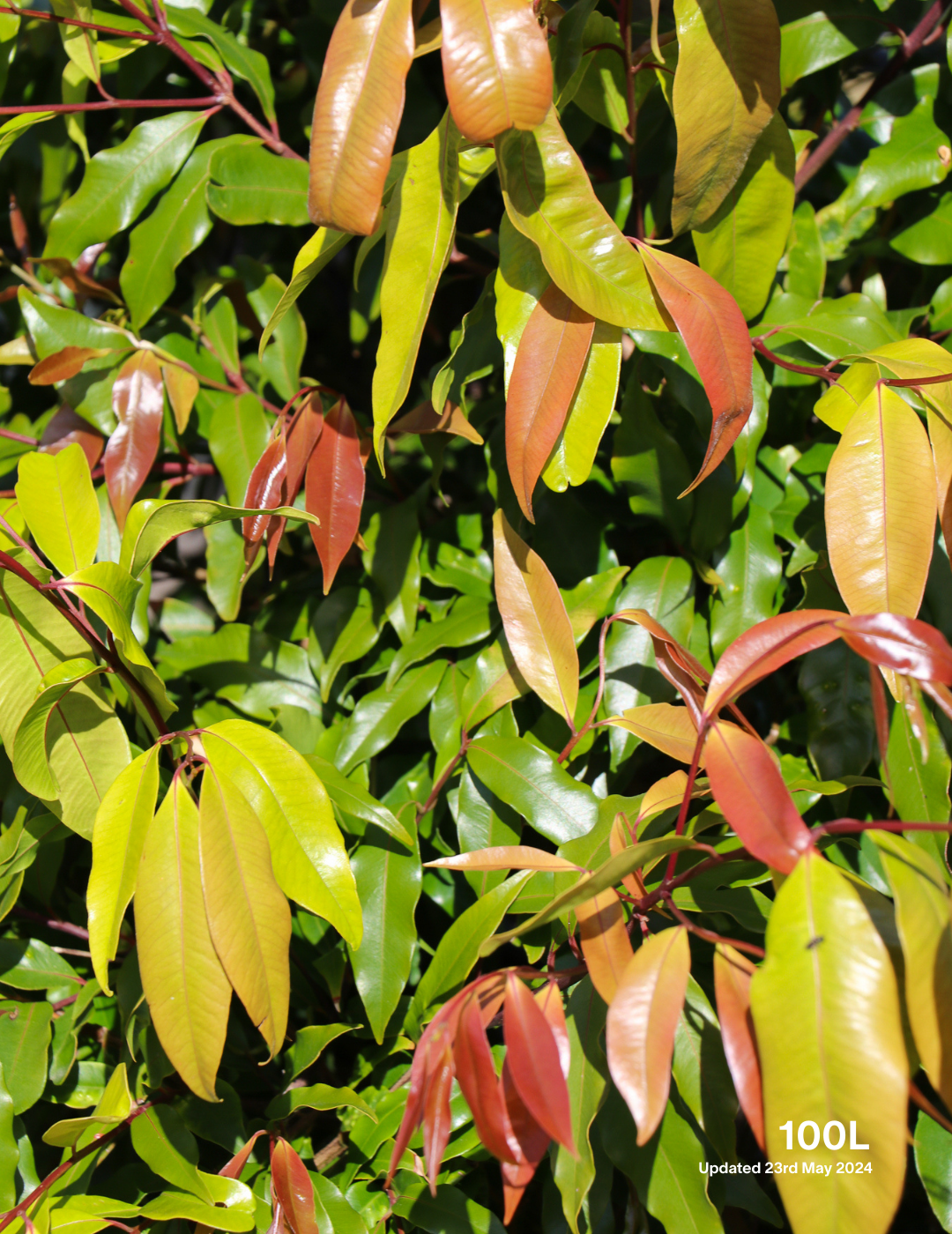 Waterhousea floribunda - Weeping Lilly Pilly - Evergreen Trees Direct