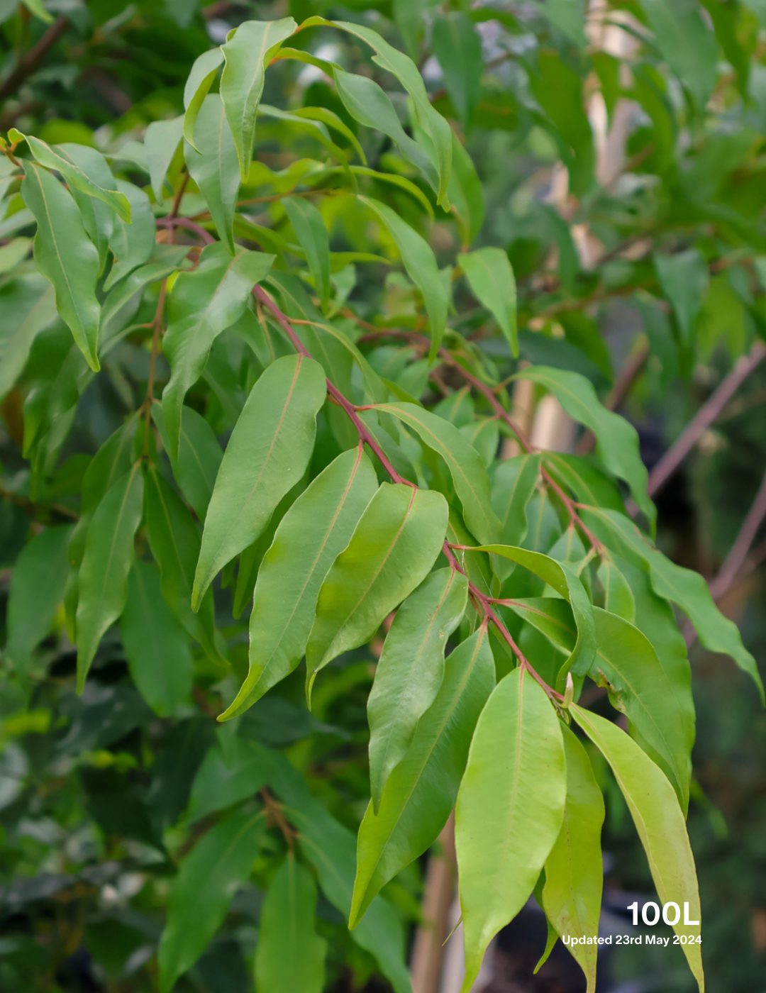 Waterhousea floribunda - Weeping Lilly Pilly - Evergreen Trees Direct