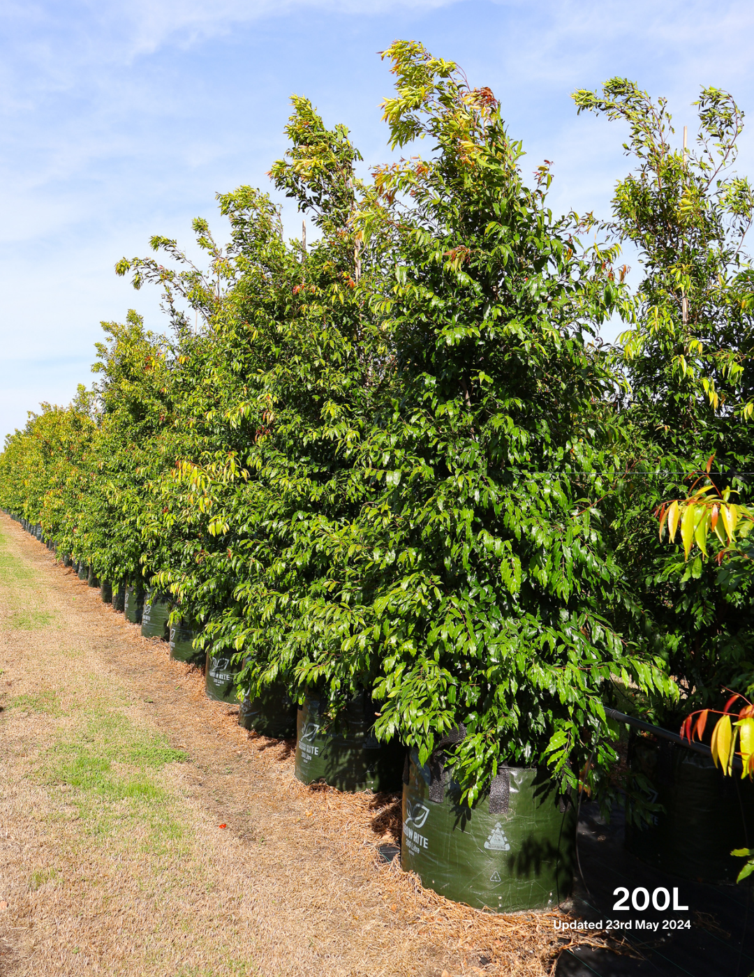 Waterhousea floribunda - Weeping Lilly Pilly - Evergreen Trees Direct