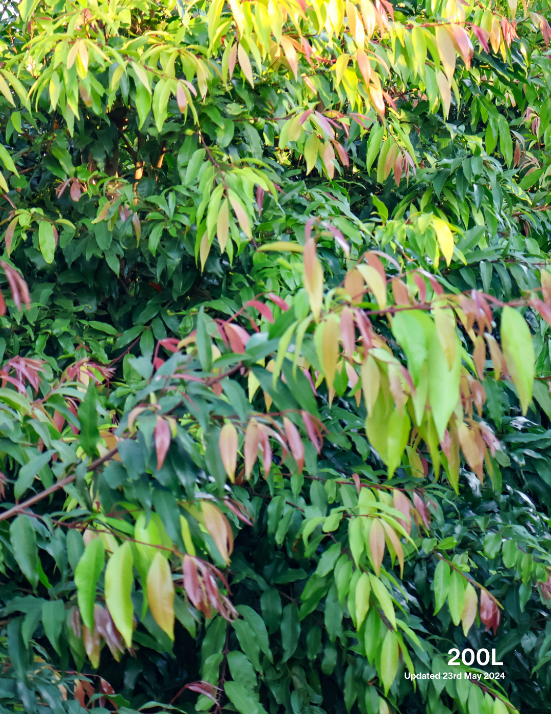Waterhousea floribunda - Weeping Lilly Pilly - Evergreen Trees Direct